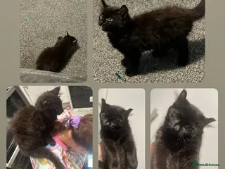 Mixed Breed cats Last kitten available! The sweetest girl 💜 - Advert 15