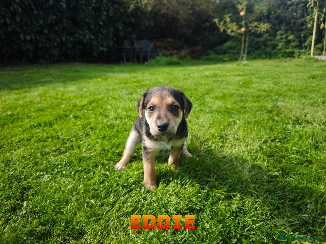 Mixed Breed dogs for sale: Parson Russell Cross Puppies  - Image 8