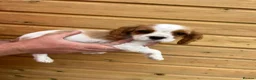 Cavalier King Charles Spaniel dogs for sale: Beautiful Cavalier Puppies in Waltham Cross - Advert 3