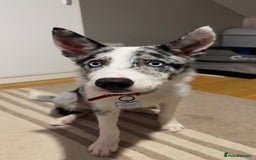 Mixed Breed dogs for sale: Blue Merle for sale  - Image 5