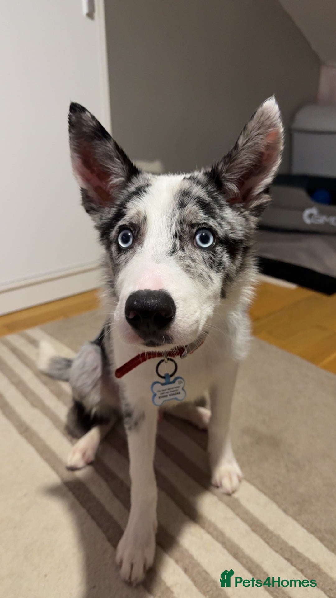 Mixed Breed dogs for sale: Blue Merle for sale  - Image 5