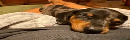 Miniature Dachshund dogs for sale: Miniature Dachshund Dapple Puppy For Sale  - Advert 4