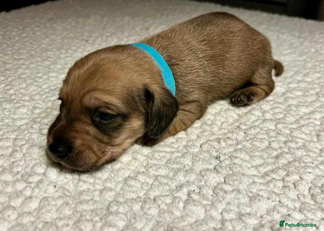 Miniature Dachshund dogs for sale: KC registered litter of mini dachshund puppies  - Advert 15