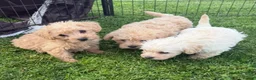 Westiepoo dogs for sale: Toy WESTIE-POO Puppies (West Highland x Toy Poodle - Advert 9