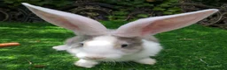 Continental Giant rabbits for sale: PURE Continental Giant Kits - VACCINATED  RESERVE  - Advert 5