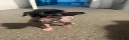 Chinese Crested dogs for sale: Hairless Chinese Cresteds  - Advert 9