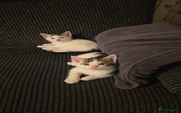 British Shorthair cats for sale: Kittens - Image 1