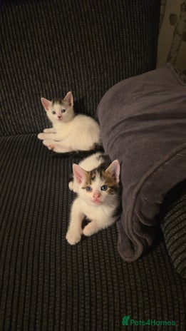 British Shorthair cats - Advert 17