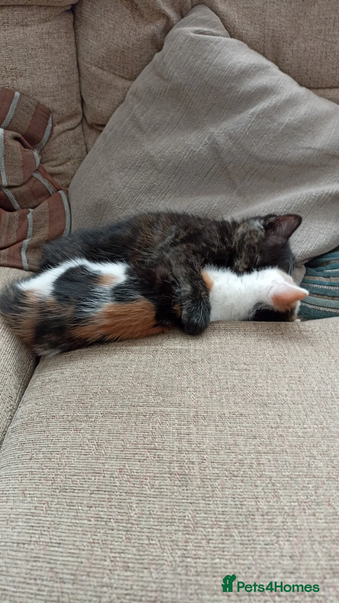 Mixed Breed cats for sale: 4 Beautiful fluffy kittens - Advert 21