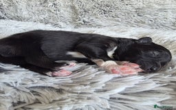 Pomsky dogs for sale: F2 blue eyed female pomsky - Image 4