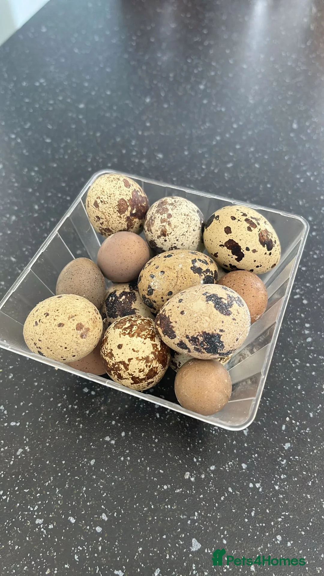 Quail poultry for sale: Family of Quails (Laying) - Advert 2
