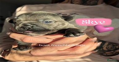 French Bulldog dogs - Advert 6