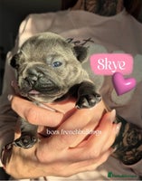 French Bulldog dogs - Advert 6