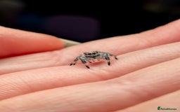 Spiders invertebrates for sale: i6 Phidippus Regius Bahamas female (random picked) - Image 7
