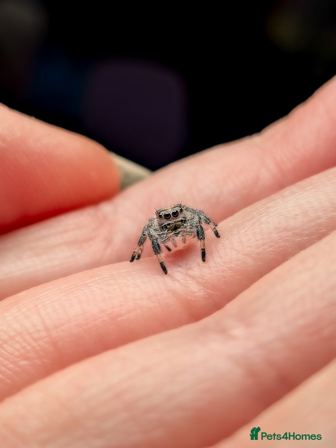Spiders invertebrates for sale: i6 Phidippus Regius Bahamas female (random picked) - Image 7