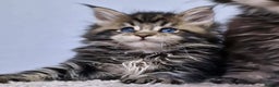 Maine Coon cats for sale: MAINE COON KITTENS - Advert 12