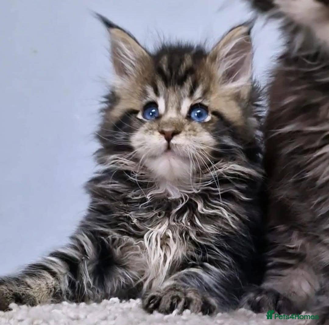 Maine Coon cats for sale: MAINE COON KITTENS - Advert 12