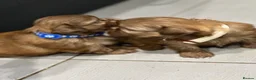 Shih Tzu dogs for sale: Beautiful imperial Shih Tzu puppies  - Advert 10