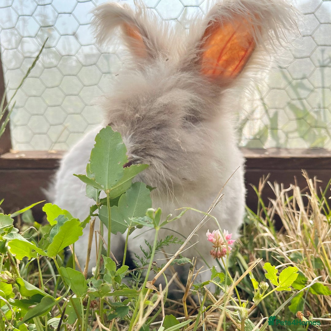 Angora rabbits for sale: Pedigree Full Faced & Maxi Faced English Angoras - Image 15