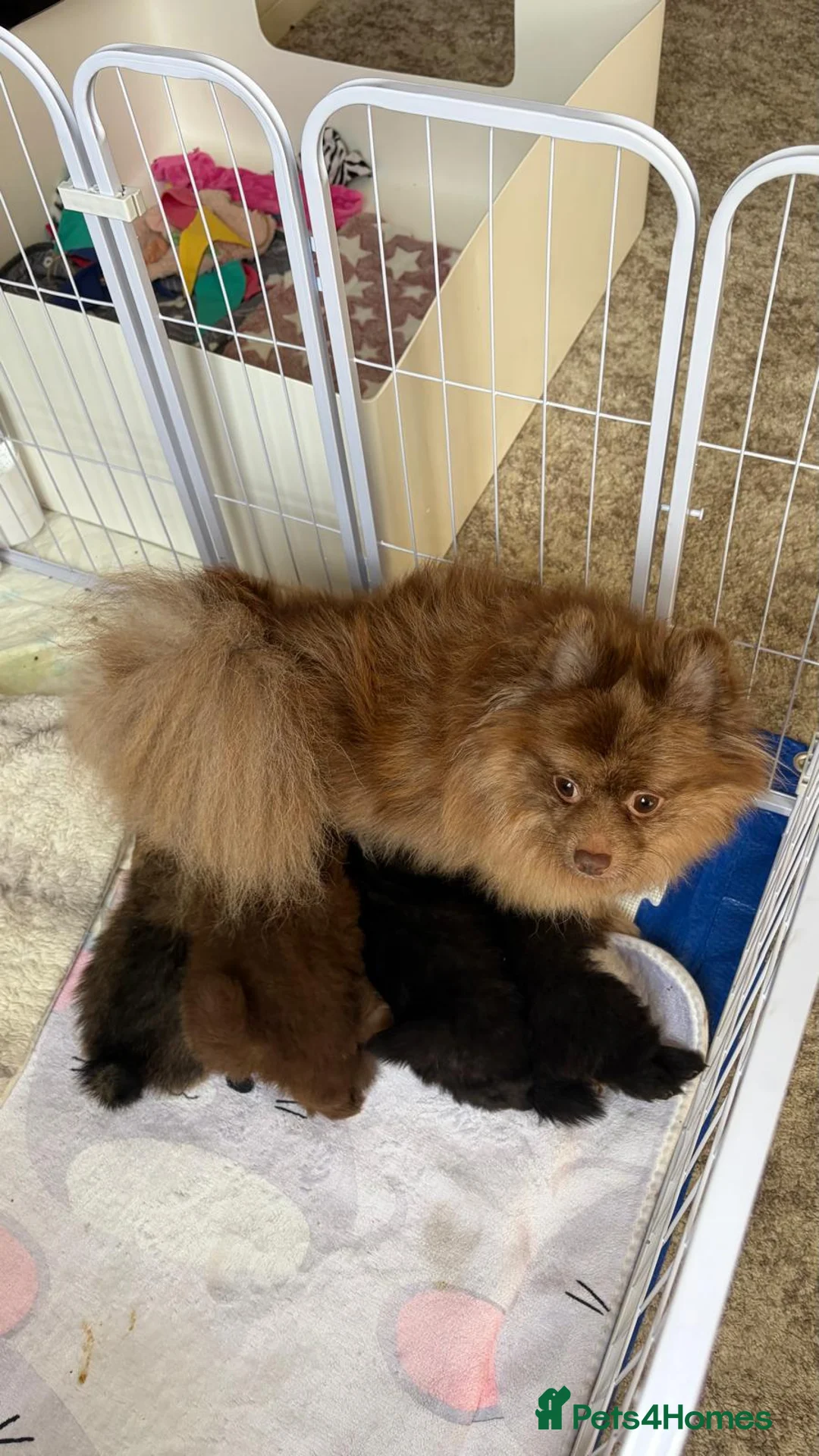 Pomeranian dogs for sale: Fur babies need loving forever home  - Advert 38