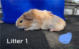 Guinea Pig rodents for sale: Baby Guinea Pigs For Sale - Image 1