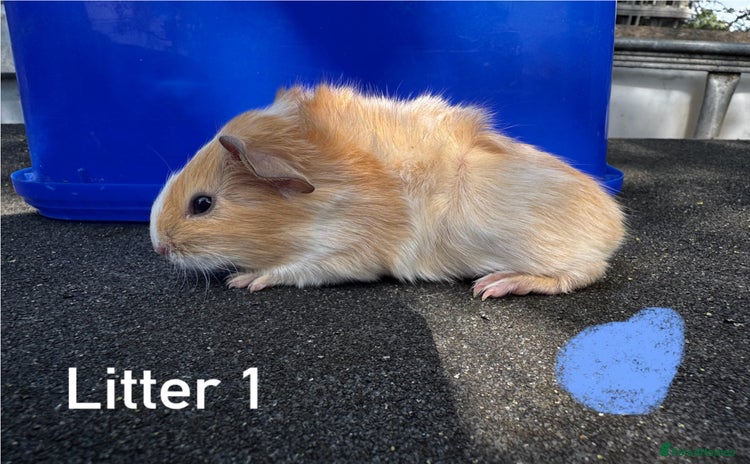 Guinea Pig rodents - Advert 1