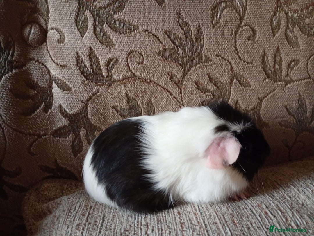 Guinea Pig rodents for sale: Baby females ready now - Advert 3