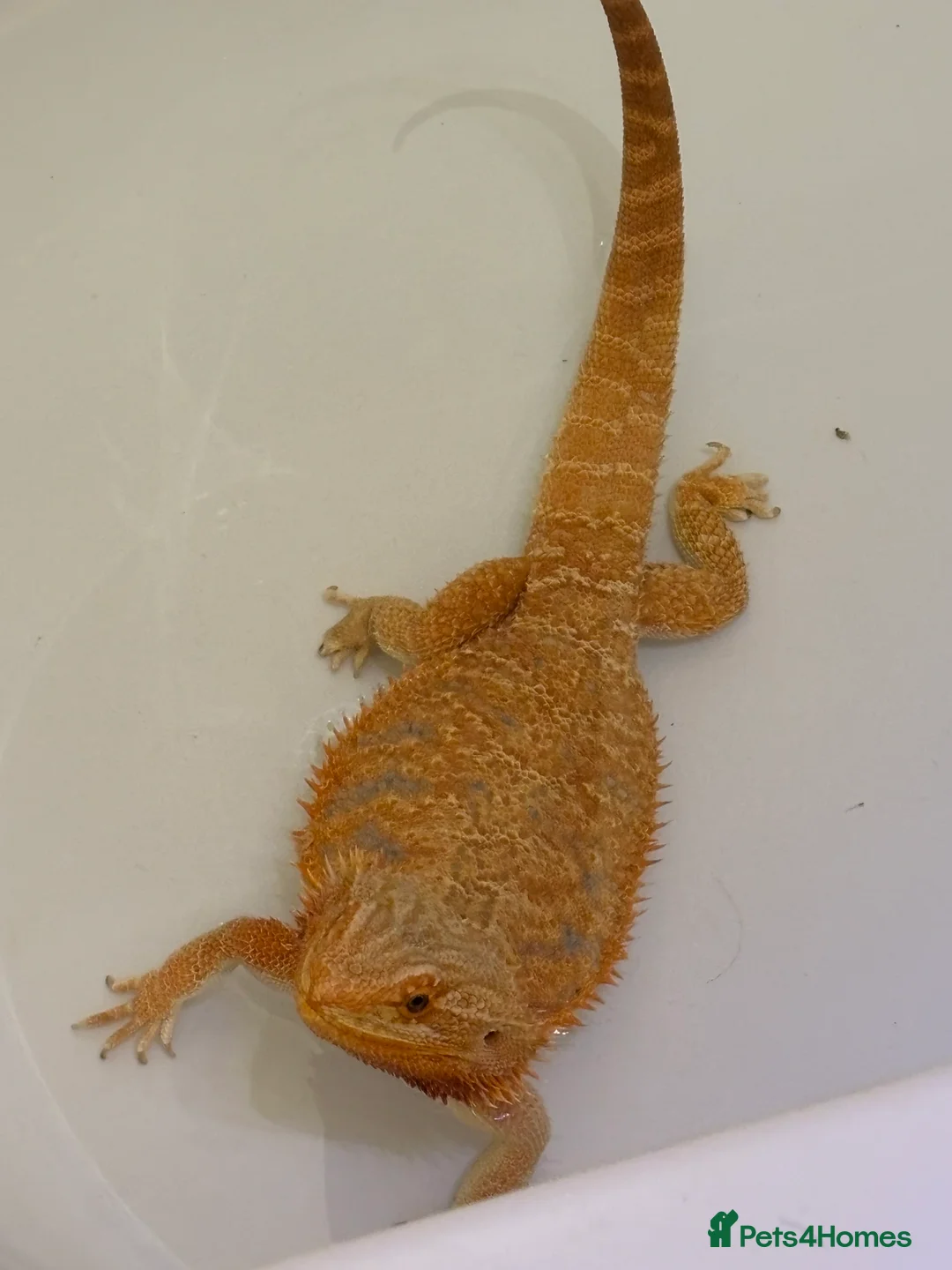 Bearded Dragon reptiles for sale: Bearded Dragon looking for a loving home - Advert 3