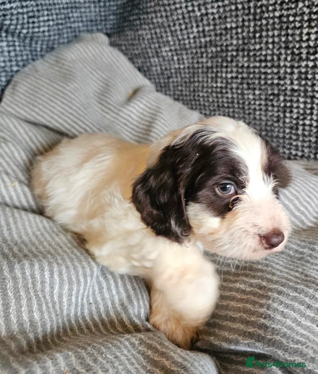 Cockapoo dogs for sale: Cockerapoo puppies merle F1 - Advert 10