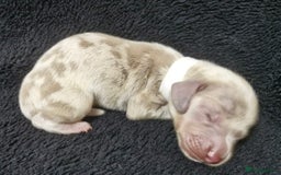 Miniature Dachshund dogs for sale: 🌟QUALITY KC REG & PRA CLR MINIATURE DACHSHUNDS🌟 - Image 16