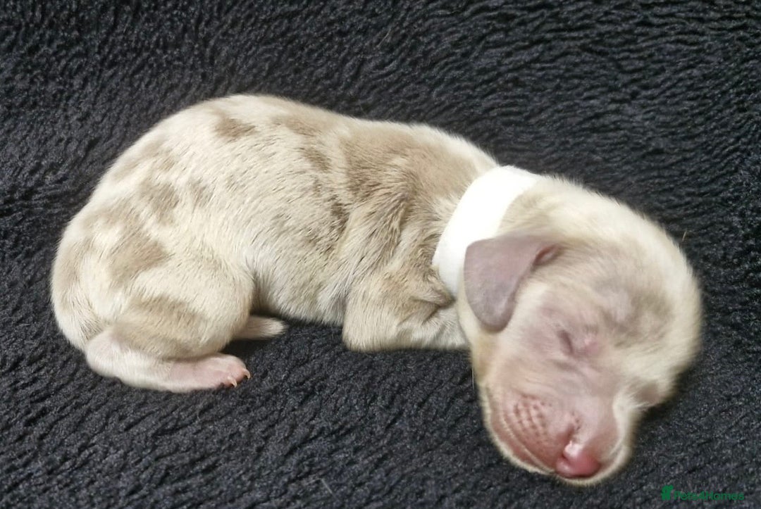 Miniature Dachshund dogs for sale: 🌟QUALITY KC REG & PRA CLR MINIATURE DACHSHUNDS🌟 - Image 16