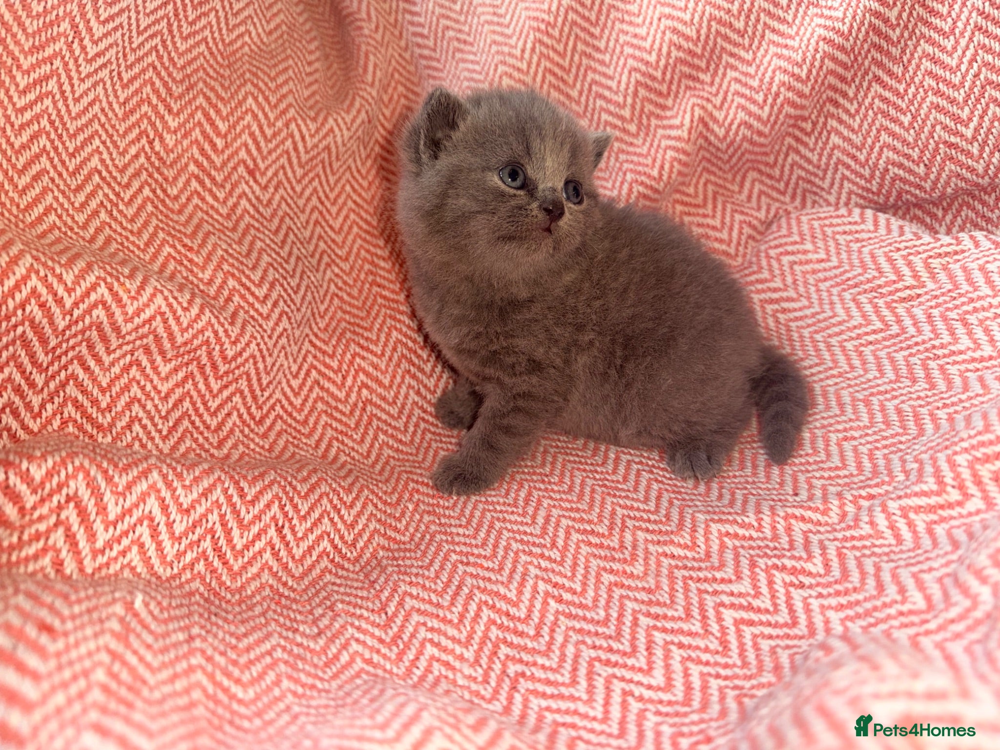British Shorthair cats GCCF Registered Blue Female - Advert 2