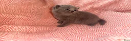 British Shorthair cats for sale: GCCF Registered Blue Female - Advert 4