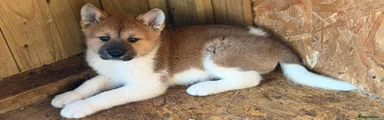 Akita 2