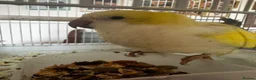 Parrots birds for sale: Quaker hand tame in Leek - Advert 1
