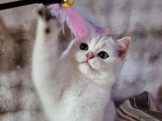 British Shorthair cats - Advert 18