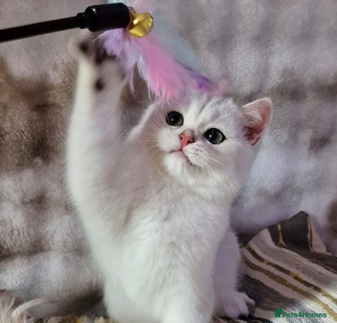 British Shorthair cats - Advert 6