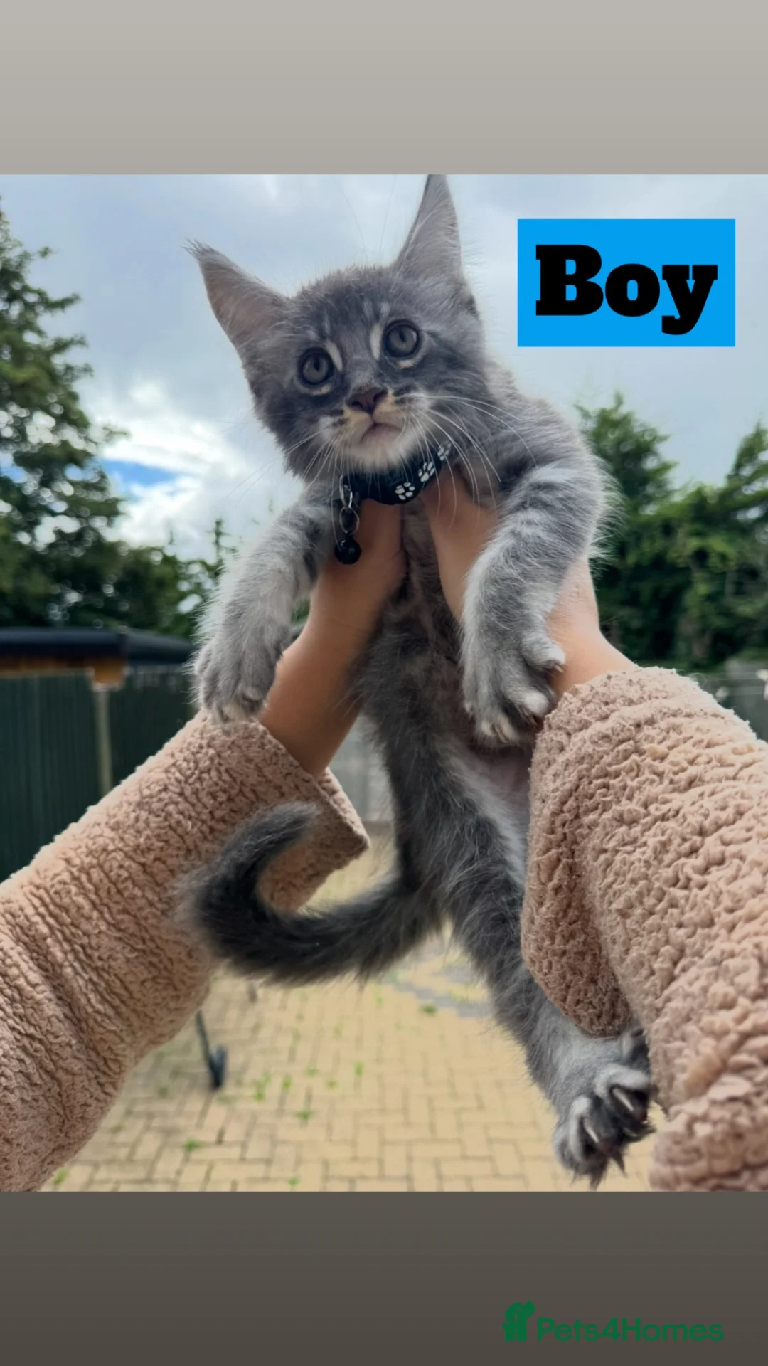 Maine Coon cats for sale: Pure Maincoon Kittens  - Advert 16