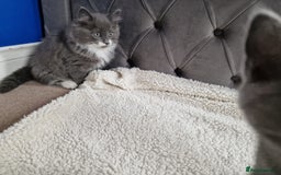 Ragdoll cats for sale: Kittens ready now! - Image 6