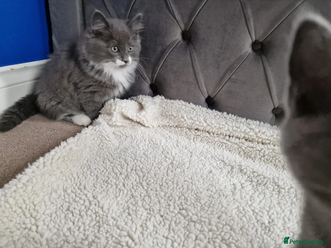 Ragdoll cats for sale: Kittens ready now! - Advert 6