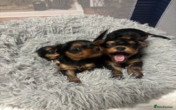 Yorkshire Terrier dogs for sale: Yorkshire Terrier Puppies for sale - Advert 7
