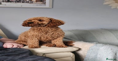 Toy Poodle dogs - Advert 3