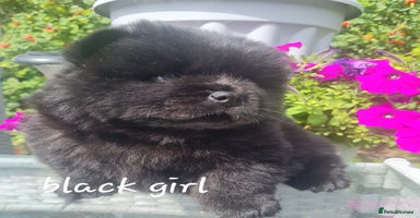 Chow Chow dogs - Advert 15