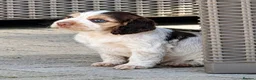 Cocker Spaniel dogs for sale: Show Cocker  - Advert 10
