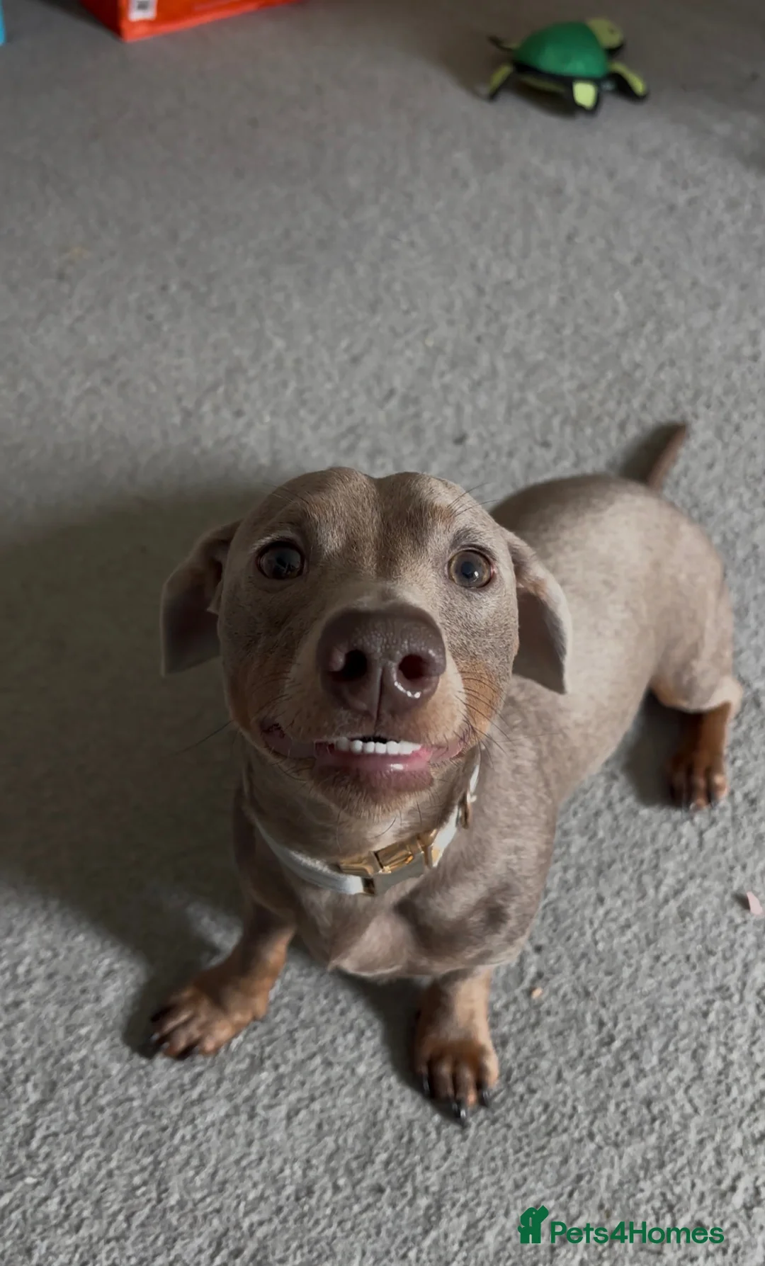 Miniature Dachshund dogs for sale: Silver miniature dachshund  in Burntwood - Advert 2