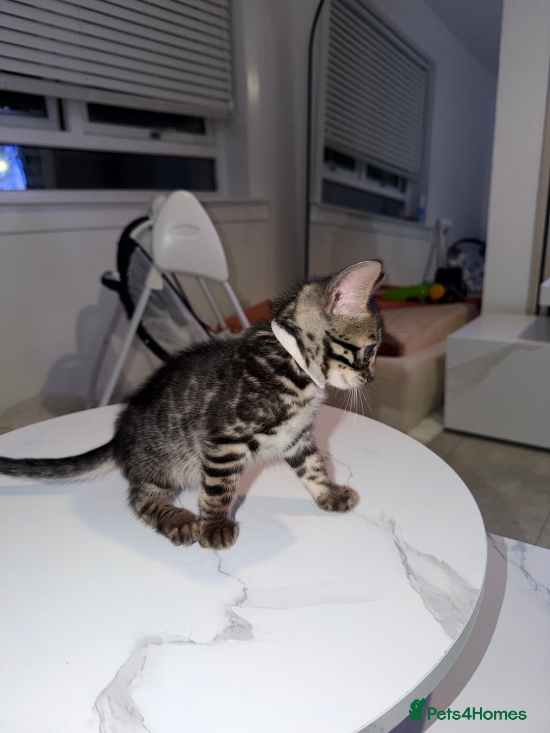 Bengal cats for sale: Bengal Male Kittens Available 🐾  - Advert 7