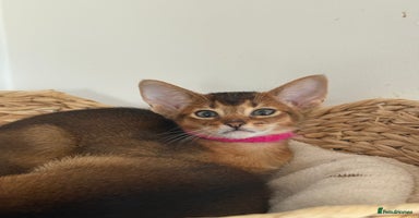 Abyssinian cats - Advert 2