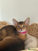 Abyssinian cats - Advert 2