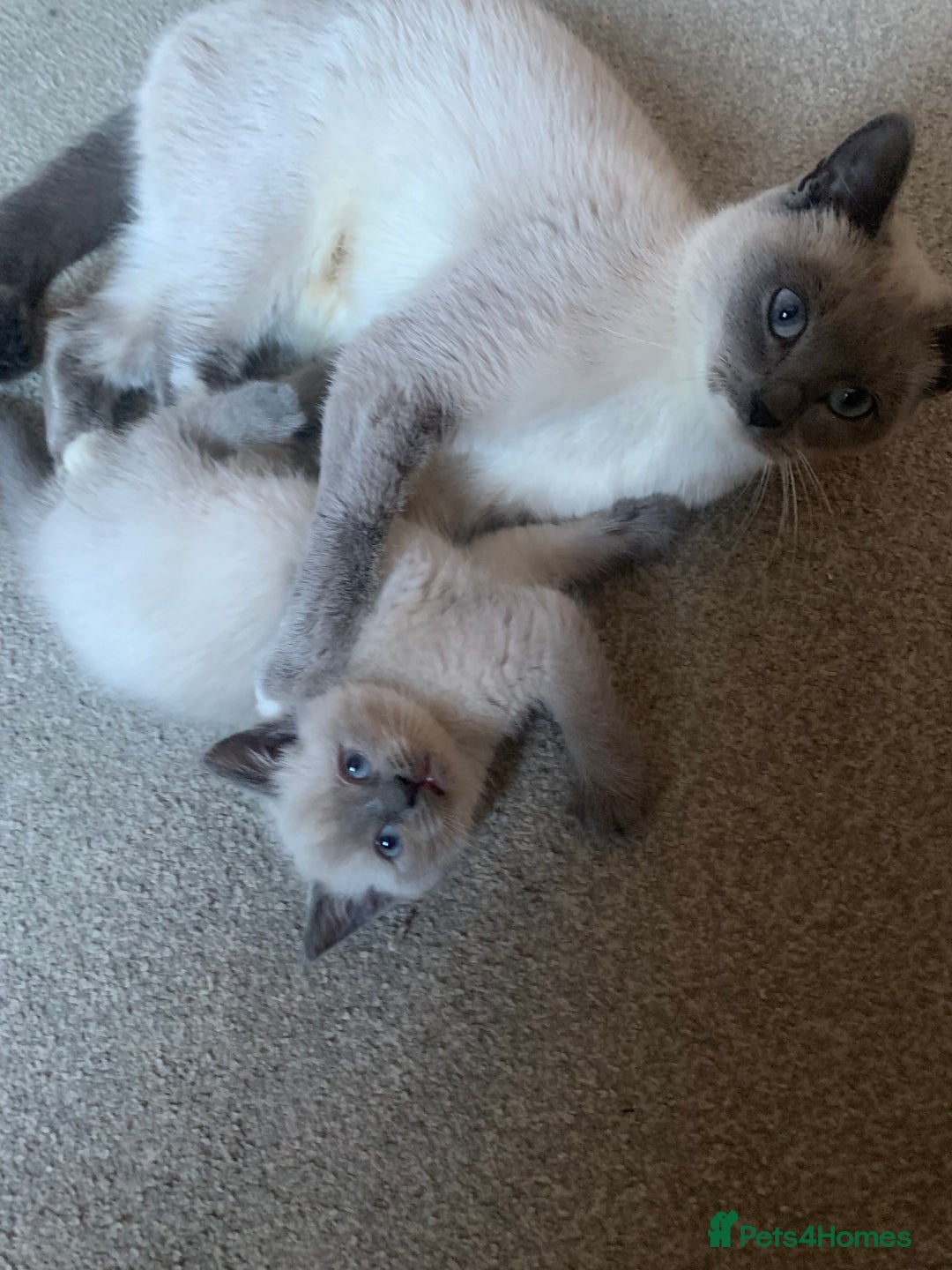 Persian cats for sale: cute 9wk old adorable bundle of joy Persian kitten - Advert 25