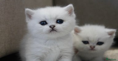 Scottish Fold cats - Advert 8